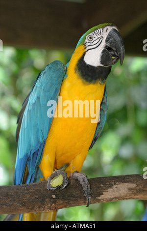Perruche perroquet aux couleurs vives emblématique avec des plumes bleu et jaune se trouve sur une perche en bois Cairns Kuranda birldworld Banque D'Images