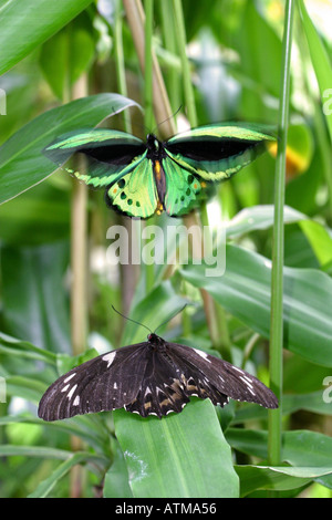 Les forêts tropicales colorées d'Ornithoptera priamus Ornithoptères dans un spectacle de danse d'accouplement Kuranda rainforest Banque D'Images