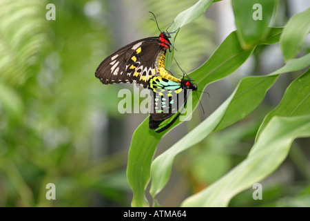 Les forêts tropicales colorées Ornithoptères Ornithoptera priamus l'accouplement dans la forêt tropicale de l'Australie Cairns Kuranda Banque D'Images