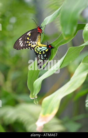 Les forêts tropicales colorées Ornithoptères Ornithoptera priamus l'accouplement dans la forêt tropicale de Kuranda, Queensland, Australie Banque D'Images