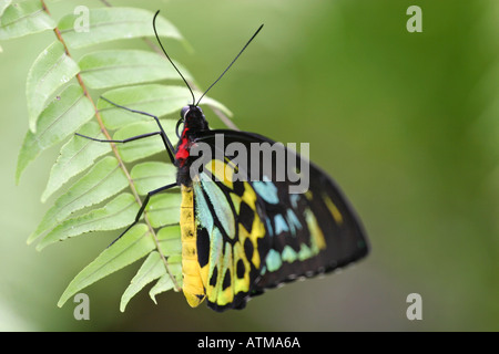 Les couleurs d'Ornithoptera priamus papillon mâle cites repose sur une feuille dans la forêt tropicale à Cairns Kuranda Reine Banque D'Images