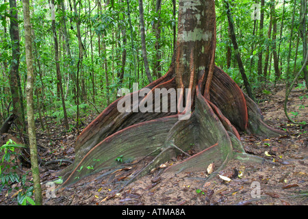 Racines d'un figuier géant dominent la forêt tropicale Cairns Mossman Gorge, Queensland, Australie Banque D'Images