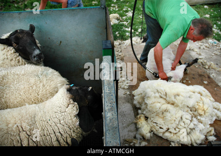 Dans la tonte des moutons pewsey vale Banque D'Images