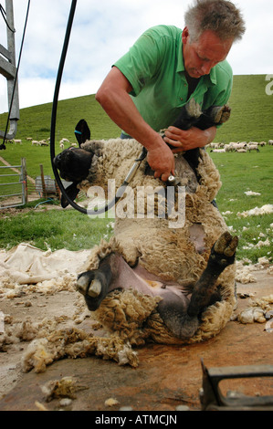 Dans la tonte des moutons pewsey vale Banque D'Images