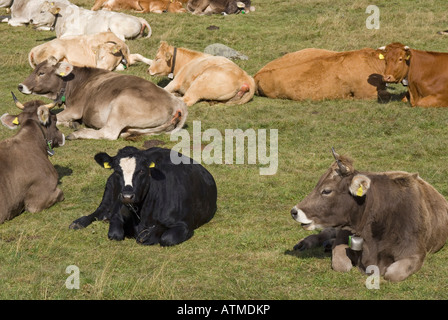 Swiss cattles couché dans l'herbe Engadine Suisse Banque D'Images