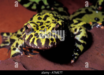 Bombina orientalis, Fire Bellied Toad, Asiatique Banque D'Images