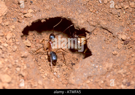 Sucre travailleur laissant Ant nest avec ant soldat qui monte la garde Banque D'Images