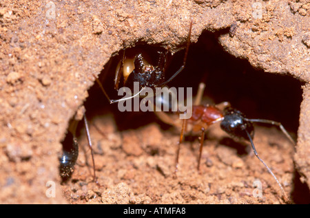 Sucre travailleur laissant Ant nest avec ant soldat qui monte la garde Banque D'Images