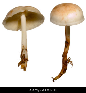 Vu Toughshank coutout champignon. Uderside les branchies Surrey England Octobre Banque D'Images