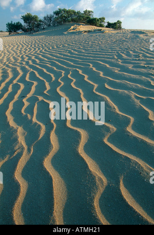 Dunes de sable Banque D'Images