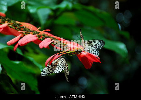 White-Black papillons de papier de riz rouge sur les feuilles. Banque D'Images