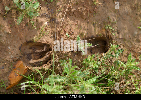 Dans la boue de l'empreinte faite par le daim Banque D'Images