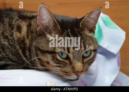 Mâle adulte mackerel tabby cat lying on oreiller et regardant la caméra Banque D'Images