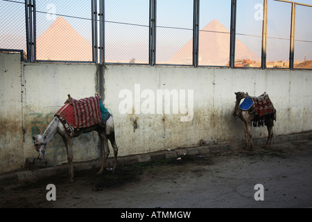 Les chameaux en attente de clients tôt le matin dans la région de Gizeh. Banque D'Images