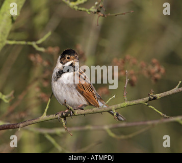 Bruant des roseaux communs perché à Hawthorn Bush, un jour d'hiver dans la région de Warwickshire, Angleterre Banque D'Images