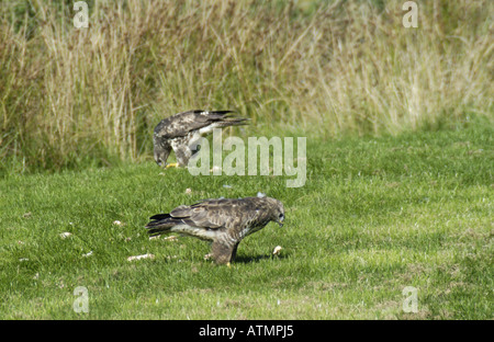 Deux buses sur le terrain s'alimentant à la station d'alimentation des milans royaux de Gigrin Farm Nr Rhayader Wales Banque D'Images