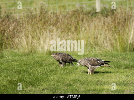 Deux buses sur le terrain s'alimentant à la station d'alimentation des milans royaux de Gigrin Farm Nr Rhayader Wales Banque D'Images