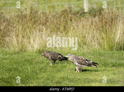 Deux buses sur le terrain s'alimentant à la station d'alimentation des milans royaux de Gigrin Farm Nr Rhayader Wales Banque D'Images