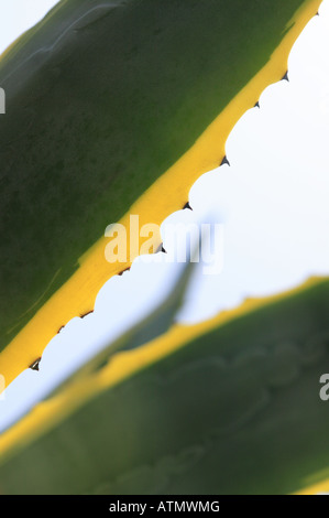 Abstraite de Agave americana variegata, feuilles en forme de sabre comme JAWS, cactus close up. Abstract view of plant Banque D'Images