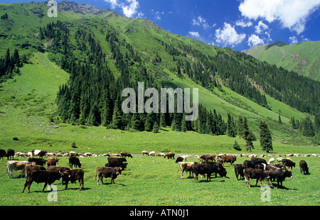 Altyn Arashan vallée avec le troupeau de bétail Terskey Alatau, Tian Shan Montagnes Kirghizistan Banque D'Images