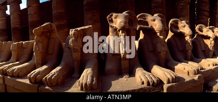 Karnak Temple Complex Egypte Avenue de RAM-tête Sphinxes le RAM Symbolisant le Dieu égyptien Amun protégeant les effigies royales de Ramsès II dans le FO Banque D'Images