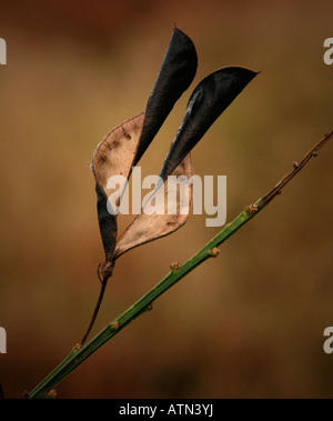 Un gros plan d'une gousse vide du genêt à balais (Cytisus scoparius), Banque D'Images