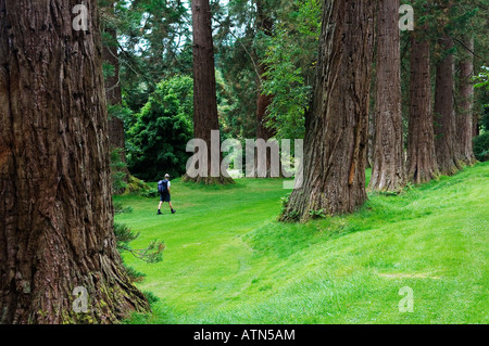 Benmore Botanic Garden, Dunoon, en Écosse. L'Amérique du Nord de l'Asie et du Pacifique La collecte des plantes. Sierra Redwood Avenue. Séquoias géants Banque D'Images