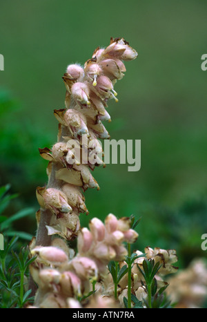 Toothwort lathraea squamaria Flower Banque D'Images