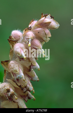 Toothwort lathraea squamaria Flower Banque D'Images