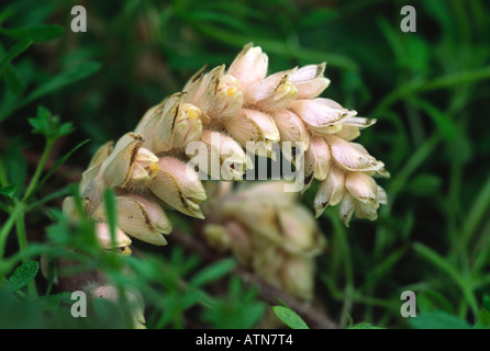 Toothwort lathraea squamaria Flower Banque D'Images