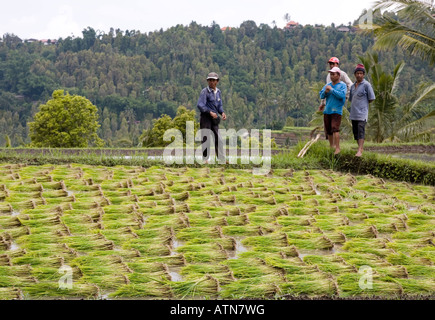 Les travailleurs agricoles le repiquage du riz dans les rizières Bali Indonésie Banque D'Images