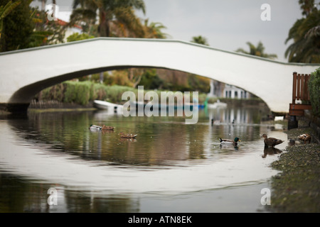 Petit Pont avec des canards dans le domaine des canaux de Venice Beach, Los Angeles County, Californie, USA Banque D'Images