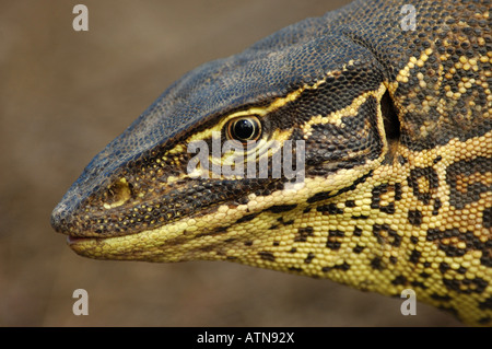 Close up d'un énorme-Moniteur (Argus Goanna) dans la forêt d'Eucalyptus à sec à Kakadu National Park, Australie Banque D'Images