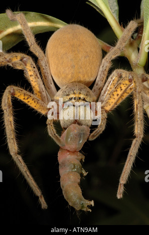 Une énorme araignée Huntsman (Sparassidae sp.) La consommation d'une grande chenille dans le Kakadu National Park, Australie Banque D'Images