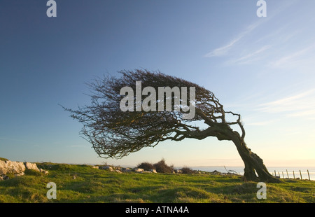 Arbre d'aubépine s'inclinant au vent dominant sur Humphrey Head Cumbria Banque D'Images