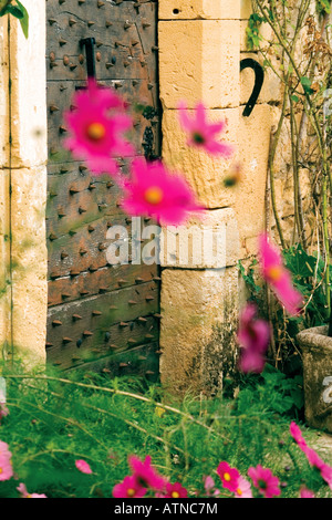 Fleurs cosmos rose devant une vieille porte en bois cloutée de maison traditionnelle en Dordogne, France. Banque D'Images