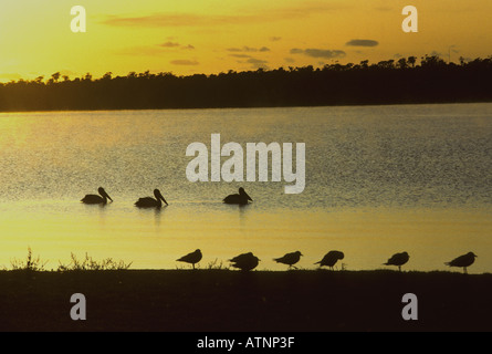 Les pélicans et les mouettes à Georges Bay au coucher du soleil St-hélène, Tasmanie, Australie Banque D'Images