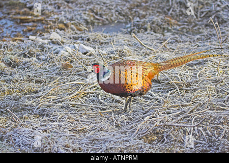 Faisan de Colchide Phasianus colchicus commun mâle en hiver gel près de Ringwood Hampshire Angleterre Banque D'Images