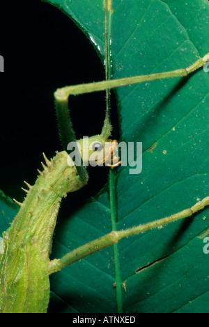 Insecte, bâton de marche (commande) sauterelle de cricket l'alimentation, la Planada réserve naturelle, la Colombie. Banque D'Images