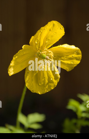 Pavot jaune après une douche de pluie Banque D'Images