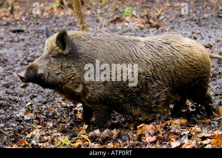 Sanglier Sus scrofa européenne Banque D'Images