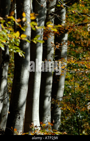 Rangée de hêtres Fagus sylvatica, Pays de Galles, Royaume-Uni. Banque D'Images