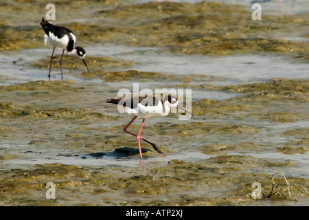 'Échasses, Himantopus mexicanus, se nourrissent d'une télévision à Palo Alto en Californie de la nature Lucy Evans Baylands Nature ,USA. Banque D'Images