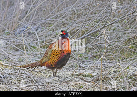 Faisan de Colchide Phasianus colchicus commun mâle en hiver gel près de Ringwood Hampshire Angleterre Banque D'Images