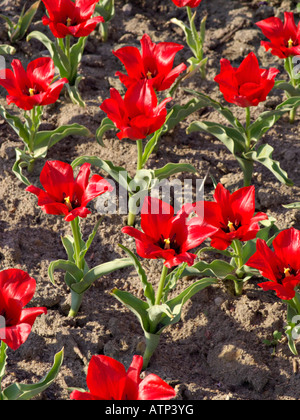 Tulipe sauvage (tulipa vvedenskyi) Banque D'Images