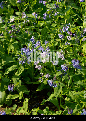 Virginia bluebells (mertensia virginica) Banque D'Images