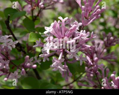 Lilas de Corée (Syringa Meyeri 'palibin') Banque D'Images