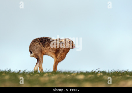 Lièvre brun Lepus europaeus retour jusqu'à Alert Nr Therfield Royston Cambridgeshire Banque D'Images