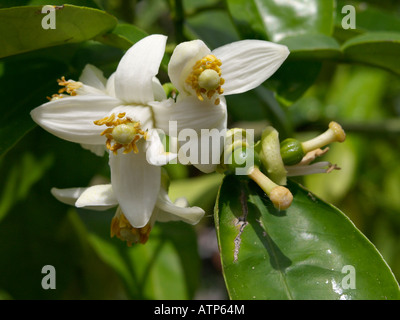 Le pamplemousse (Citrus x paradisi) Banque D'Images