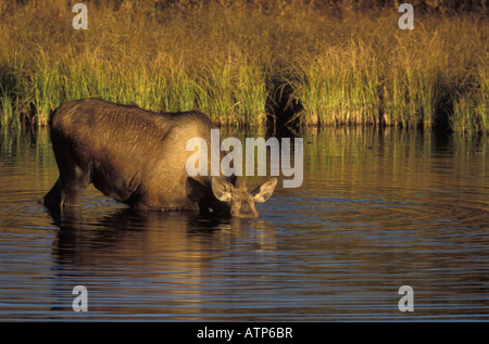 Femelle orignal, Alces alces, se nourrir de la végétation aquatique. Banque D'Images